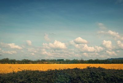 Scenic view of field against sky