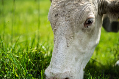 Close-up of a horse on field