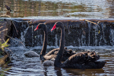 Swans swimming in lake