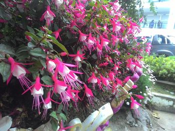 Close-up of pink flowers