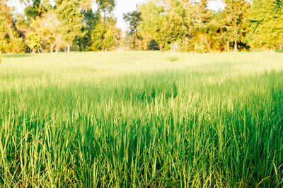 Scenic view of agricultural field