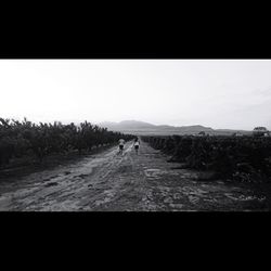 Rear view of people walking on road amidst field against sky