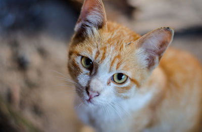 Close-up portrait of cat