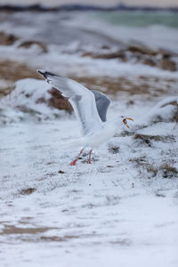 Seagull flying over snow