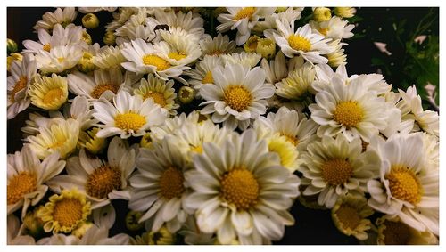 Close-up of white flowers