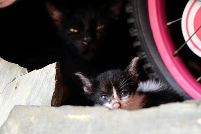 Close-up portrait of cats