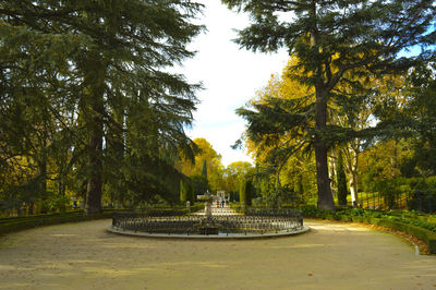 Footpath amidst trees