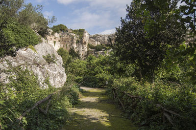 Walkway amidst trees against sky