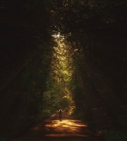 Man walking on footpath in forest