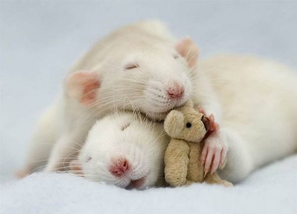 animal themes, person, one animal, domestic animals, sleeping, pets, relaxation, mammal, close-up, indoors, resting, part of, lying down, young animal, cute, eyes closed, white color