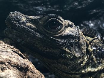 Close-up of lizard