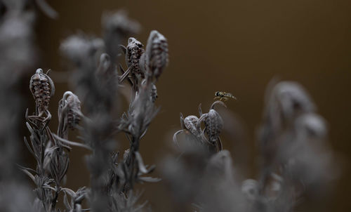 Close-up of wilted plant