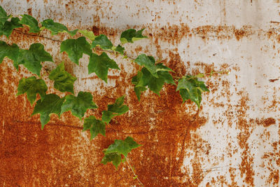 Close-up of ivy on rusty metal wall