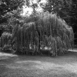 Trees in park