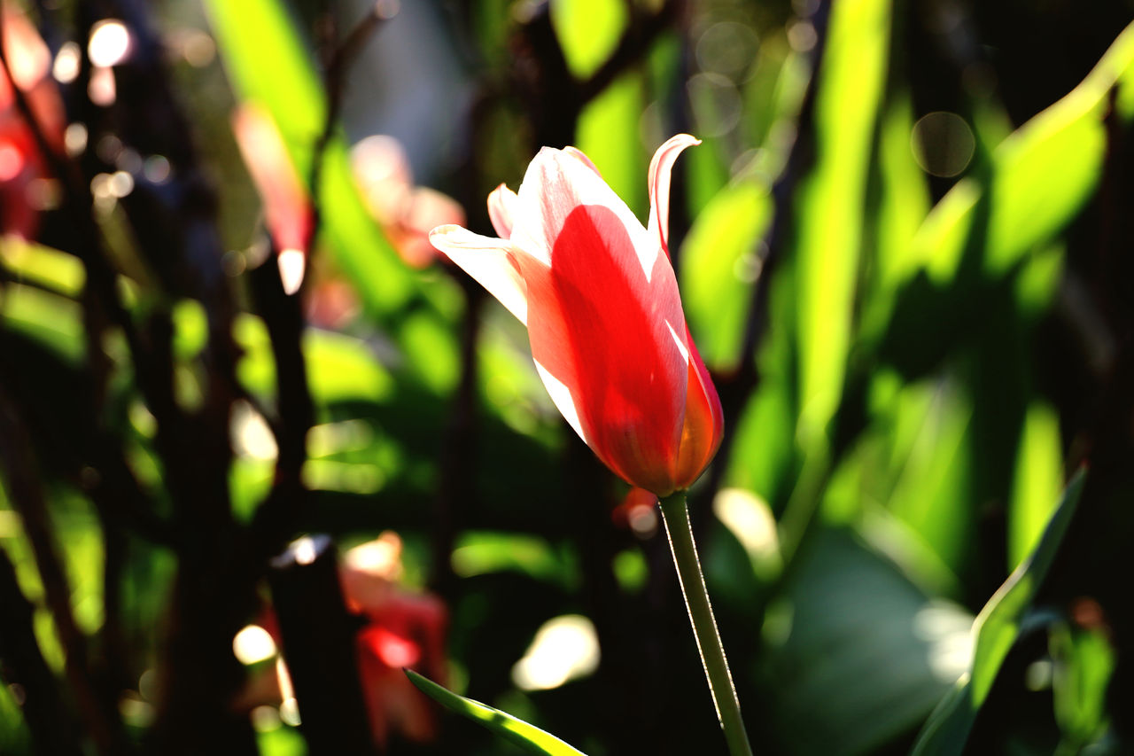 CLOSE-UP OF FRESH PINK FLOWER