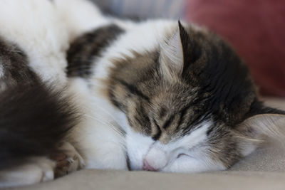 Close-up of cat sleeping
