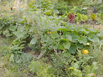 Close-up of plant growing on field