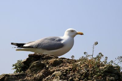 Low angle view of seagull perching on rock