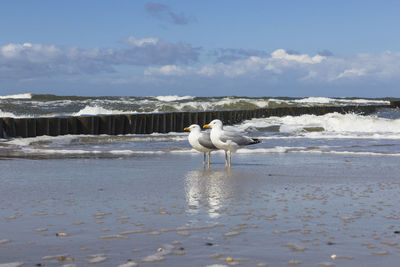 Seagull on beach