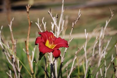 Close-up of day lily plant