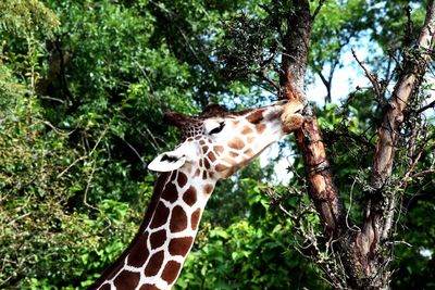 Giraffe against trees