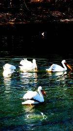 Swans swimming in lake