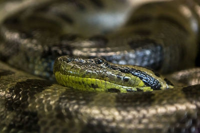 Close-up of lizard