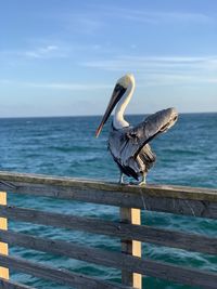 Seagull perching on wood against sea