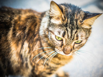 Close-up portrait of cat