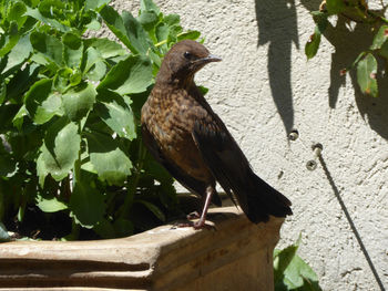 Bird perching on wall