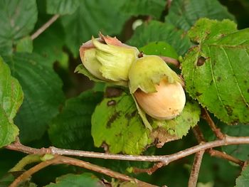 Close-up of fruits on tree