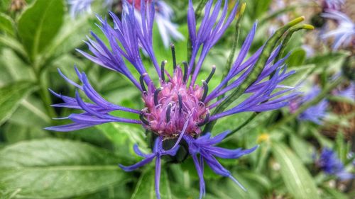 Close-up of purple flower blooming at park