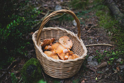 High angle view of mushrooms in basket