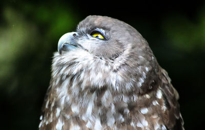 Close-up of a bird