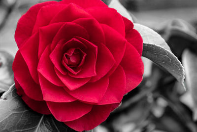 Close-up of red rose