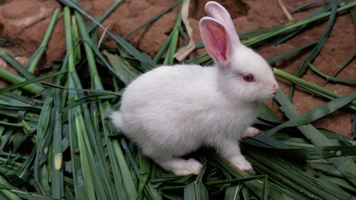 High angle view of white rabbit