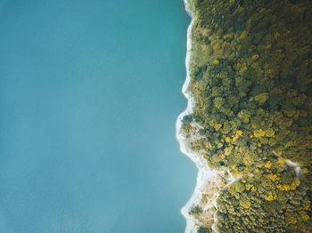 Aerial view of trees by sea