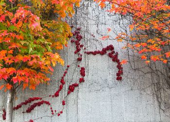 Close-up of maple tree during autumn