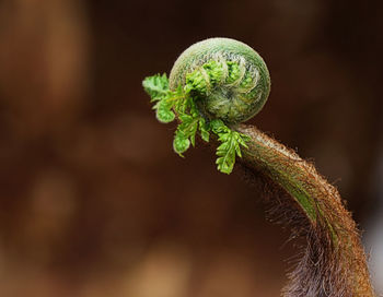 Close-up of plant