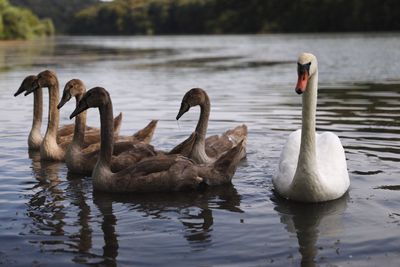 Swans swimming in lake