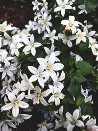 Close-up of white flowers blooming outdoors