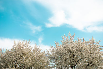 Low angle view of cherry blossoms against sky