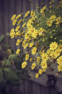 Close-up of yellow flowers blooming outdoors