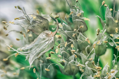 The flower of the bunching onion