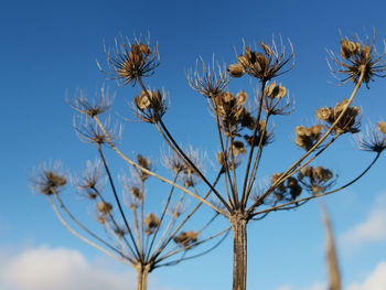 Low angle view of flowering plants against blue sky