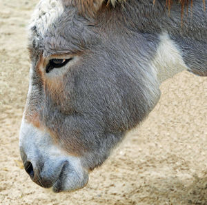 Close-up of a horse on field