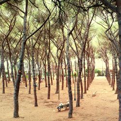 Road passing through forest