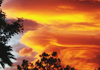 Low angle view of trees against cloudy sky