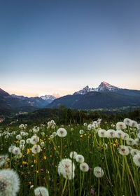 Scenic view of flowering plants on field against clear sky