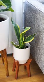 Close-up of potted plant on table at home